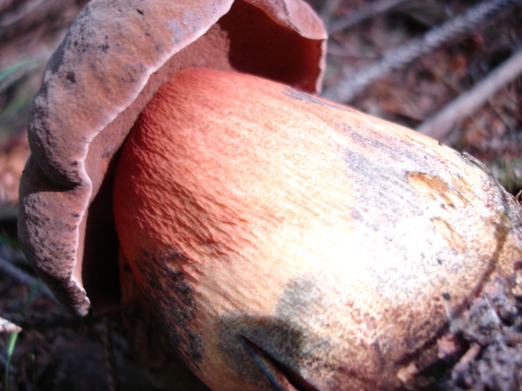 Arrivano i Boletus 09-07-2006